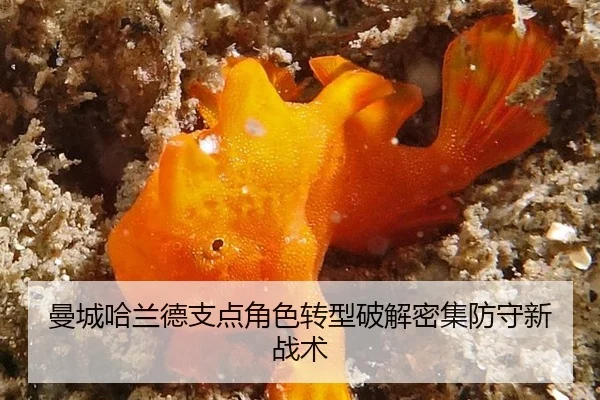 曼城哈兰德支点角色转型破解密集防守新战术