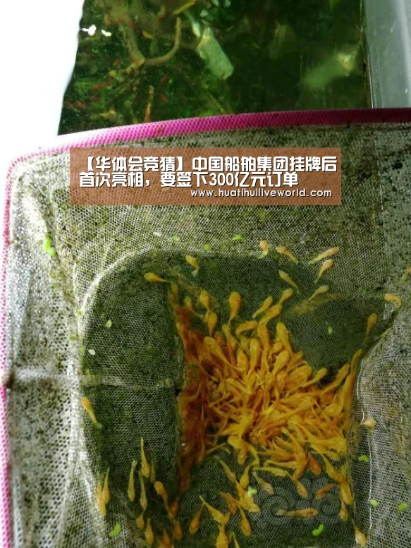 华体会真人